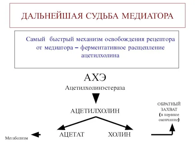 ДАЛЬНЕЙШАЯ СУДЬБА МЕДИАТОРА Самый быстрый механизм освобождения рецептора от медиатора –