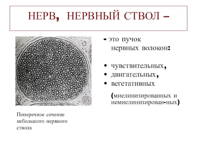 НЕРВ, НЕРВНЫЙ СТВОЛ – - это пучок нервных волокон: чувствительных, двигательных,