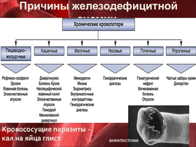 Причины железодефицитной анемии. Кровососущие паразиты - кал на яйца глист. анкилостома