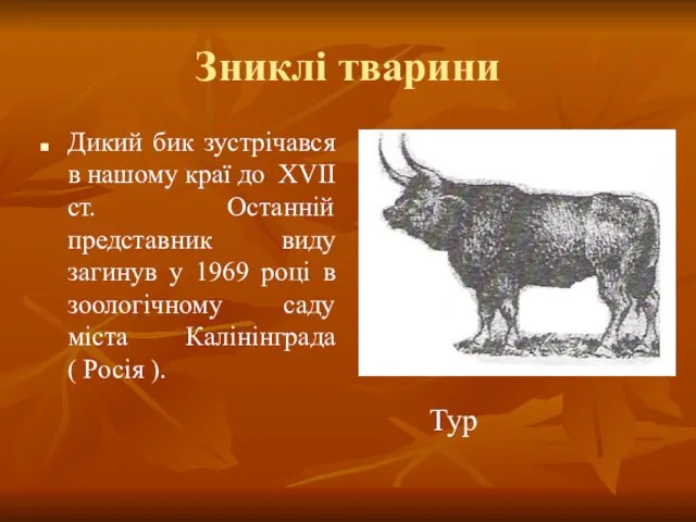 Зниклі тварини Дикий бик зустрічався в нашому краї до ХVІІ ст.