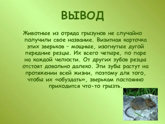 ВЫВОД Животные из отряда грызунов не случайно получили свое название. Визитная