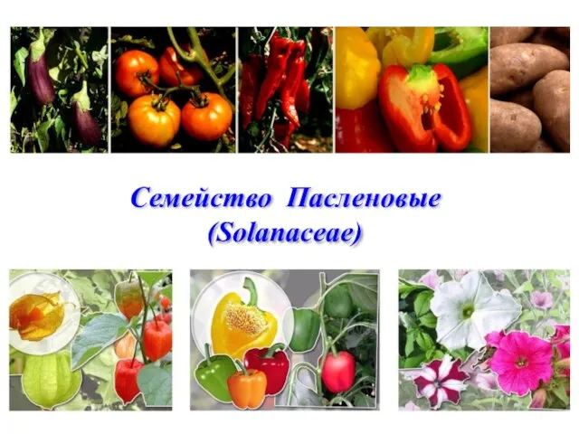 Семейство Пасленовые (Solanaceae)