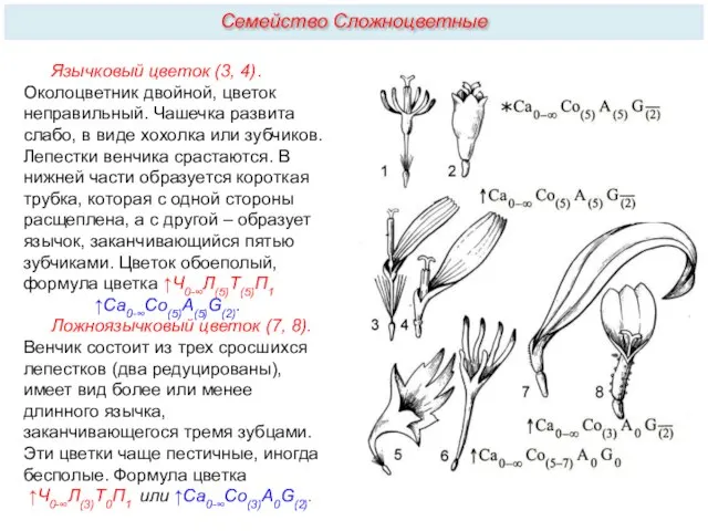 Язычковый цветок (3, 4). Околоцветник двойной, цветок неправильный. Чашечка развита слабо,