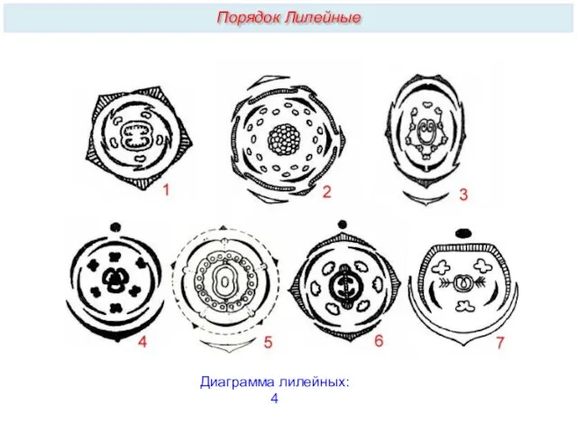 Диаграмма лилейных: 4 Порядок Лилейные