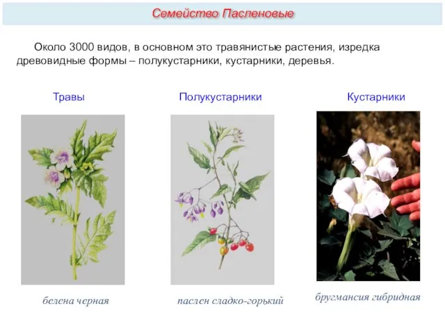 Около 3000 видов, в основном это травянистые растения, изредка древовидные формы