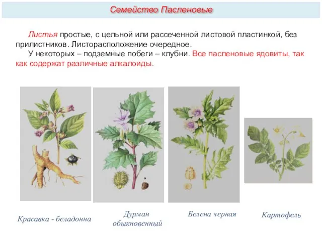 Листья простые, с цельной или рассеченной листовой пластинкой, без прилистников. Листорасположение