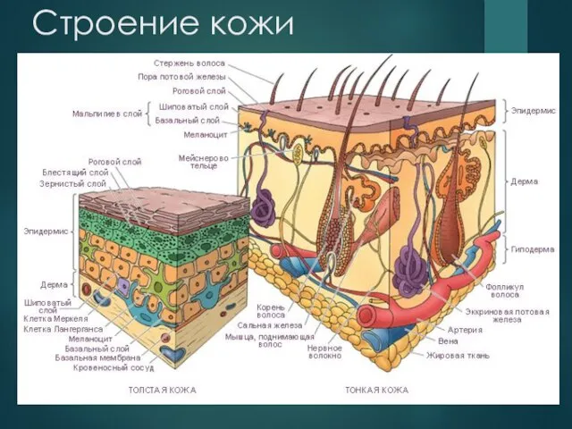 Строение кожи