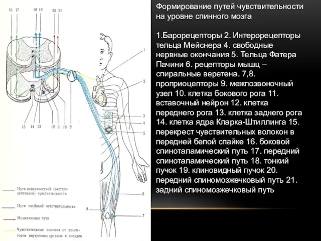 Формирование путей чувствительности на уровне спинного мозга 1.Барорецепторы 2. Интерорецепторы тельца