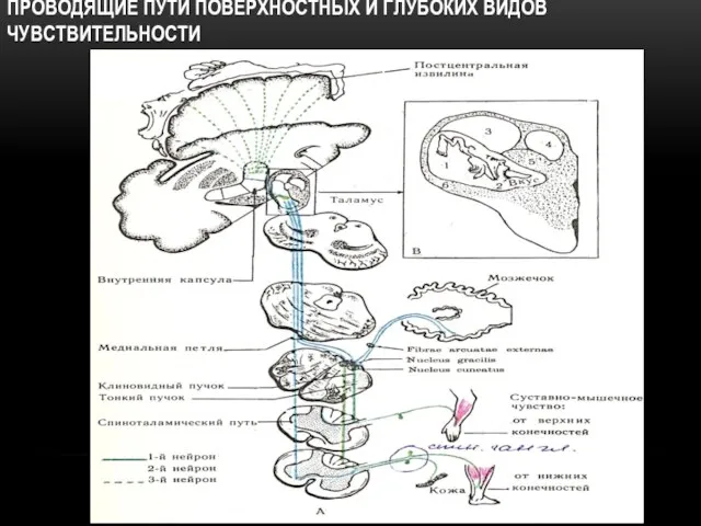 ПРОВОДЯЩИЕ ПУТИ ПОВЕРХНОСТНЫХ И ГЛУБОКИХ ВИДОВ ЧУВСТВИТЕЛЬНОСТИ