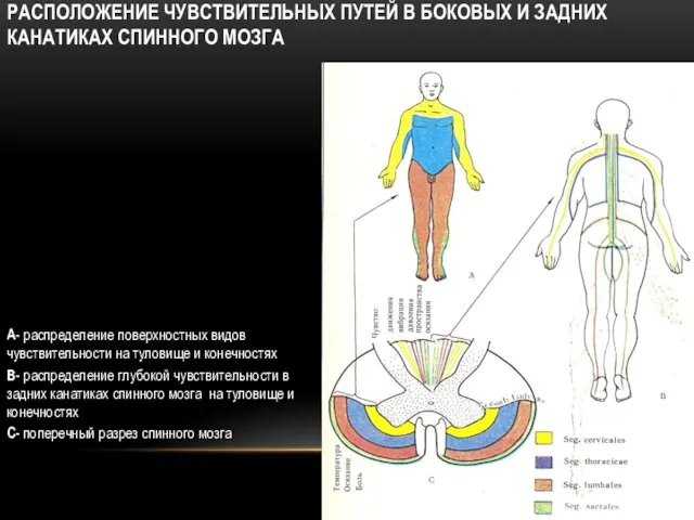 РАСПОЛОЖЕНИЕ ЧУВСТВИТЕЛЬНЫХ ПУТЕЙ В БОКОВЫХ И ЗАДНИХ КАНАТИКАХ СПИННОГО МОЗГА А-