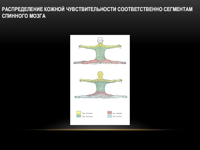 РАСПРЕДЕЛЕНИЕ КОЖНОЙ ЧУВСТВИТЕЛЬНОСТИ СООТВЕТСТВЕННО СЕГМЕНТАМ СПИННОГО МОЗГА