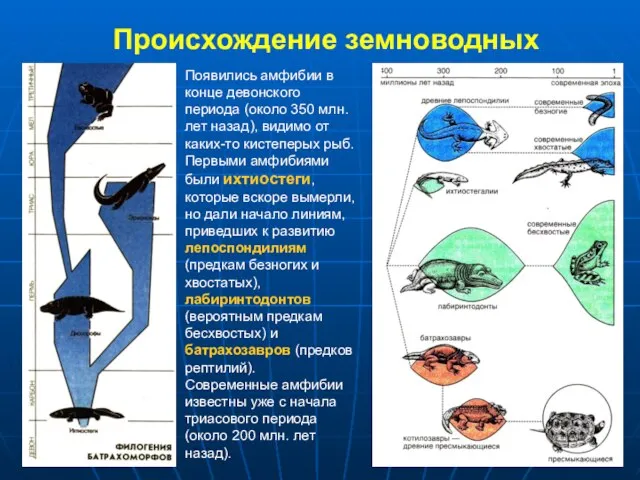 Происхождение земноводных Появились амфибии в конце девонского периода (около 350 млн.