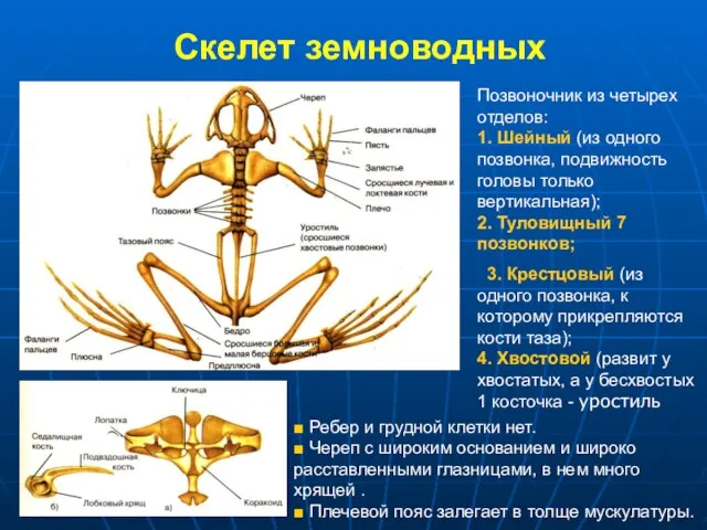 Скелет земноводных Позвоночник из четырех отделов: 1. Шейный (из одного позвонка,