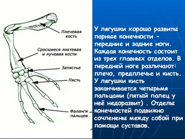У лягушки хорошо развиты парные конечности - передние и задние ноги.