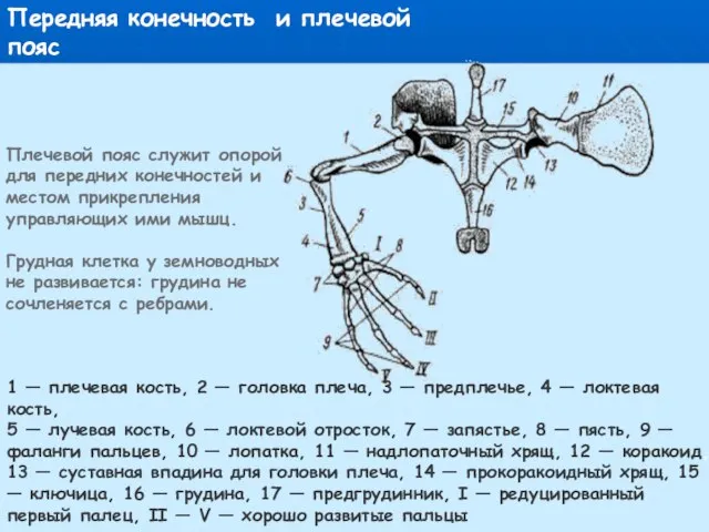 1 — плечевая кость, 2 — головка плеча, 3 — предплечье,