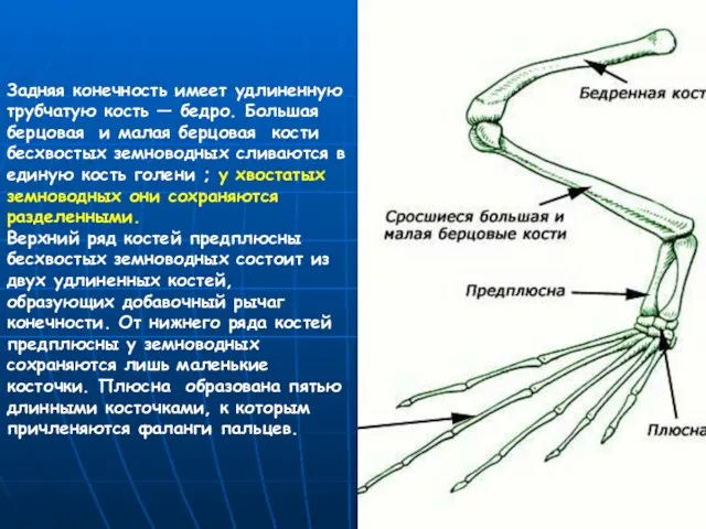 Задняя конечность имеет удлиненную трубчатую кость — бедро. Большая берцовая и