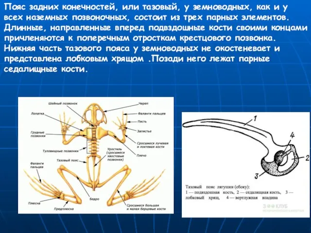 Пояс задних конечностей, или тазовый, у земноводных, как и у всех