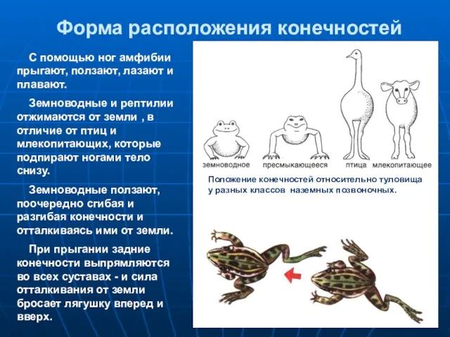 Форма расположения конечностей С помощью ног амфибии прыгают, ползают, лазают и