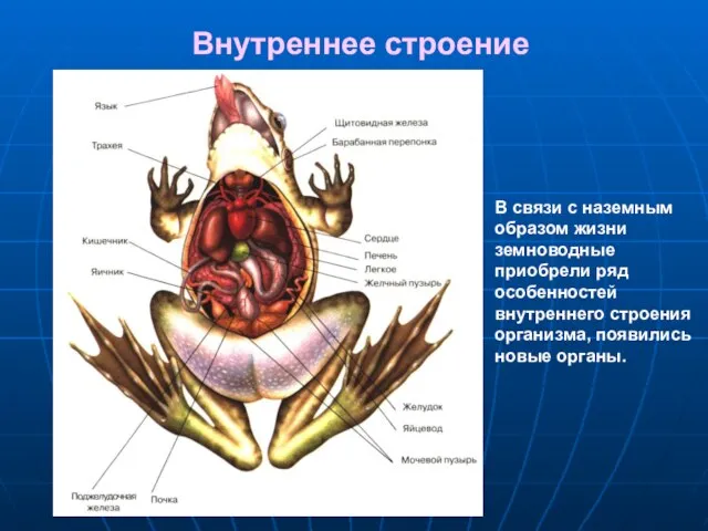 Внутреннее строение В связи с наземным образом жизни земноводные приобрели ряд