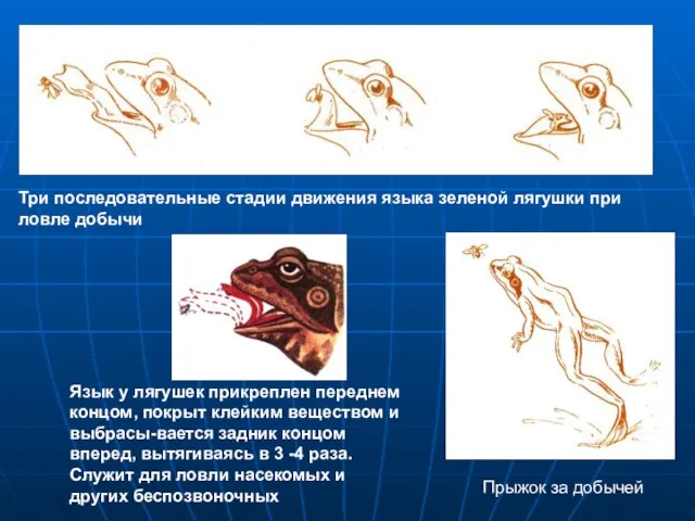 Три последовательные стадии движения языка зеленой лягушки при ловле добычи Прыжок