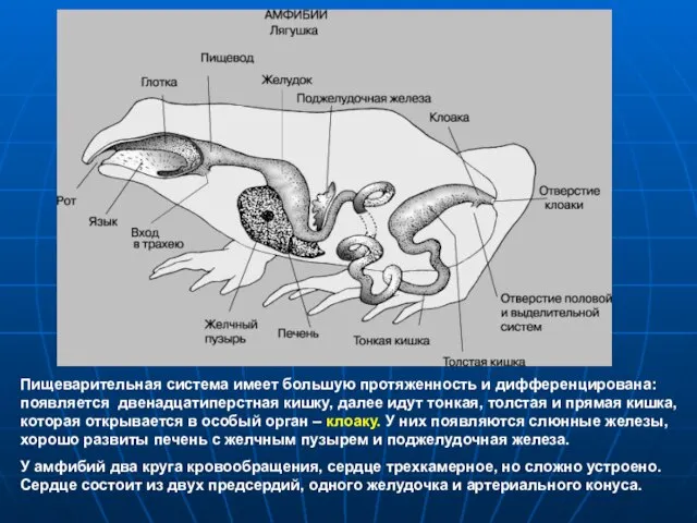 Пищеварительная система имеет большую протяженность и дифференцирована: появляется двенадцатиперстная кишку, далее