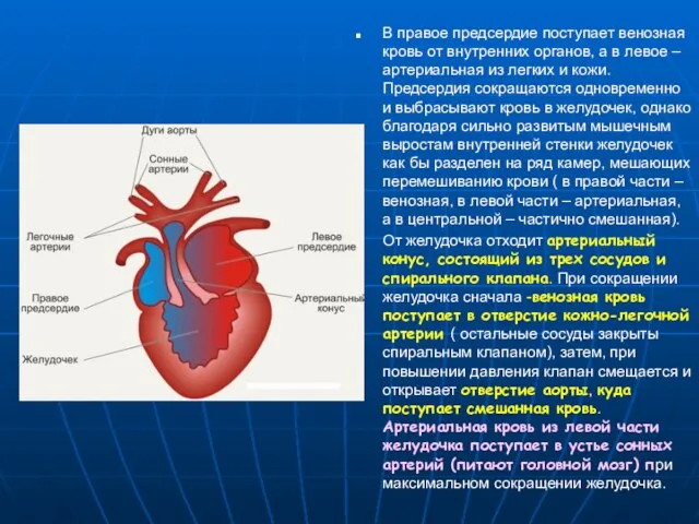 В правое предсердие поступает венозная кровь от внутренних органов, а в
