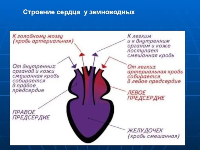 Строение сердца у земноводных