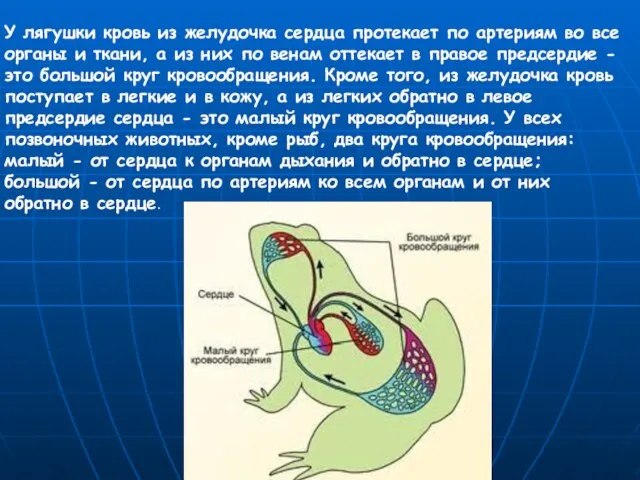 У лягушки кровь из желудочка сердца протекает по артериям во все