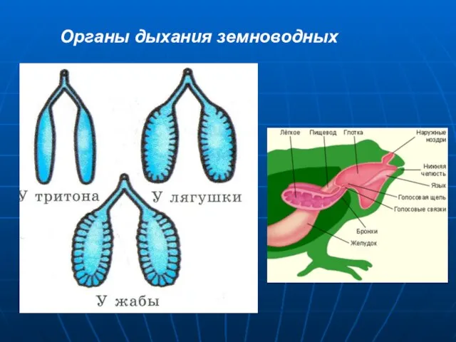 Органы дыхания земноводных