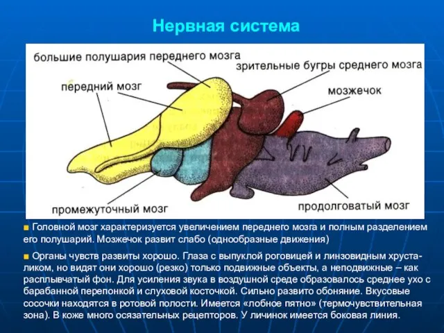 Нервная система ■ Головной мозг характеризуется увеличением переднего мозга и полным