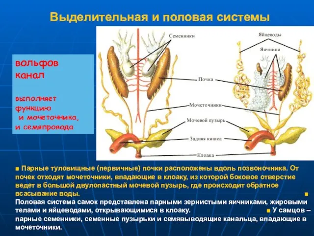 Выделительная и половая системы ■ Парные туловищные (первичные) почки расположены вдоль