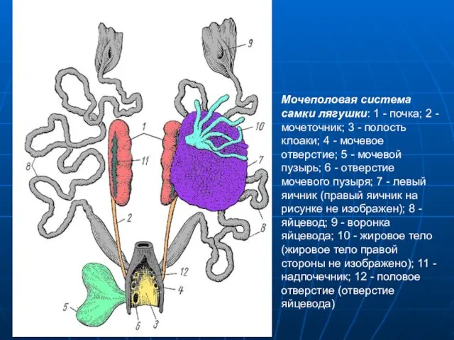 . Мочеполовая система самки лягушки: 1 - почка; 2 - мочеточник;