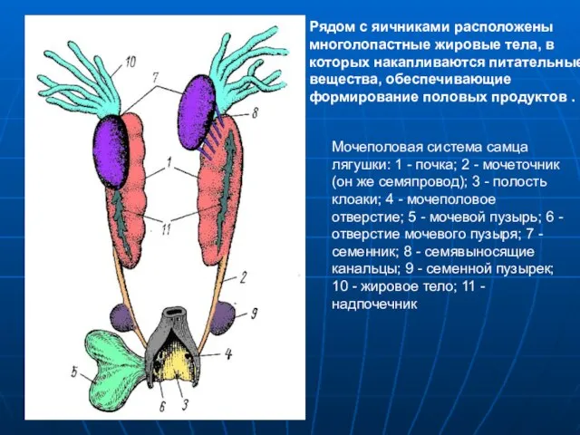 Мочеполовая система самца лягушки: 1 - почка; 2 - мочеточник (он