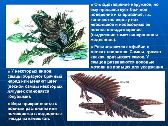 ■ Оплодотворение наружное, но ему предшествует брачное поведение и спаривание, т.к.