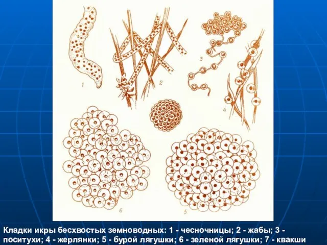 Кладки икры бесхвостых земноводных: 1 - чесночницы; 2 - жабы; 3