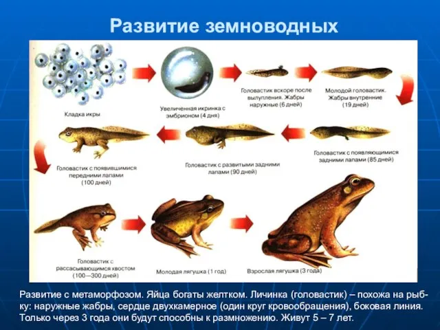 Развитие земноводных Развитие с метаморфозом. Яйца богаты желтком. Личинка (головастик) –