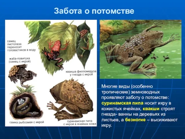 Забота о потомстве Многие виды (особенно тропические) земноводных проявляют заботу о