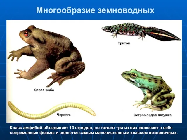 Многообразие земноводных Класс амфибий объединяет 13 отрядов, но только три из