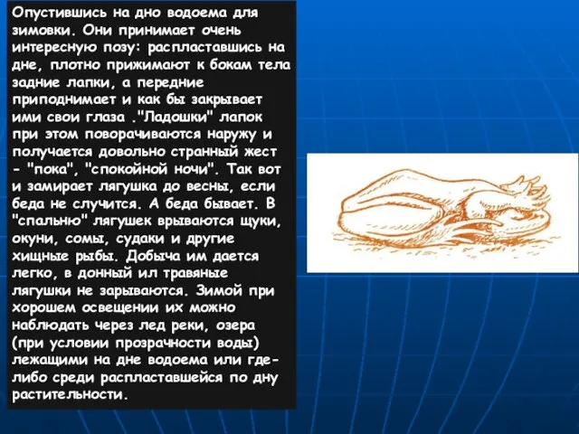 Опустившись на дно водоема для зимовки. Они принимает очень интересную позу: