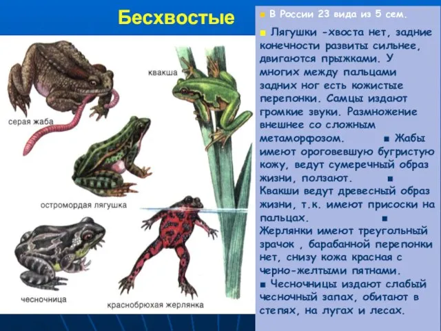 Бесхвостые . ■ В России 23 вида из 5 сем. ■