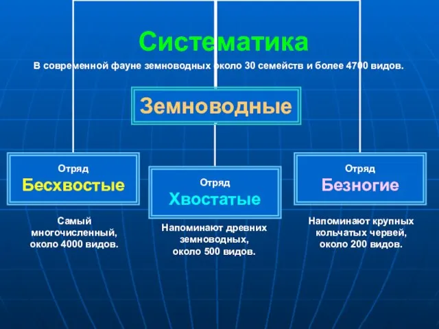 Систематика В современной фауне земноводных около 30 семейств и более 4700