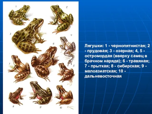 Лягушки: 1 - чернопятнистая; 2 - прудовая; 3 - озерная; 4,