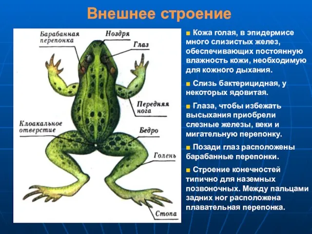 Внешнее строение ■ Кожа голая, в эпидермисе много слизистых желез, обеспечивающих