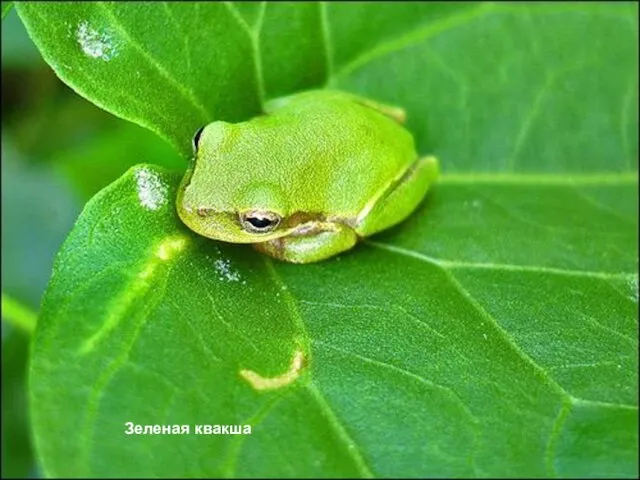 Зеленая квакша