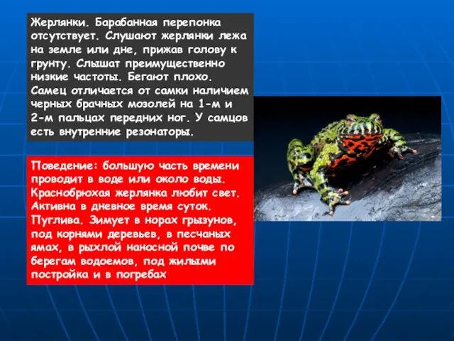 Жерлянки. Барабанная перепонка отсутствует. Слушают жерлянки лежа на земле или дне,