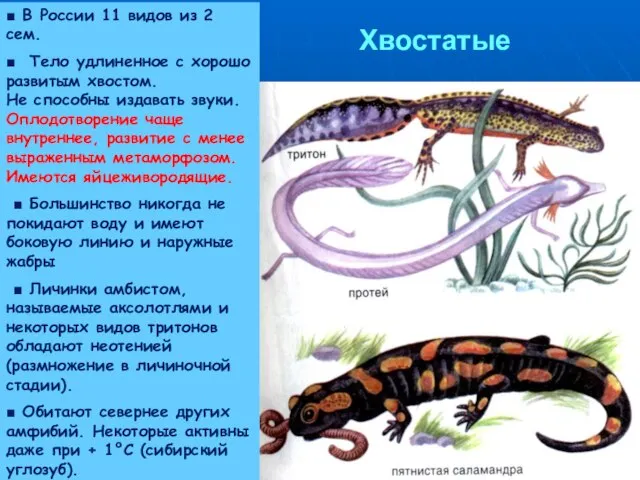 Хвостатые ■ В России 11 видов из 2 сем. ■ Тело