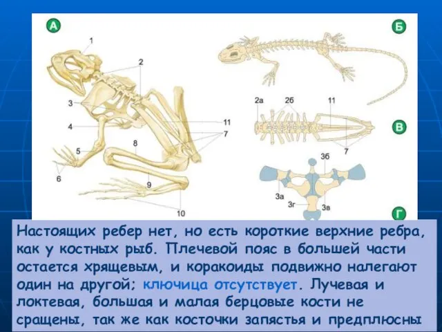 Настоящих ребер нет, но есть короткие верхние ребра, как у костных