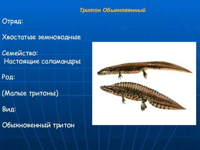 Тритон Обыкновенный Отряд: Хвостатые земноводные Семейство: Настоящие саламандры Род: (Малые тритоны) Вид: Обыкновенный тритон