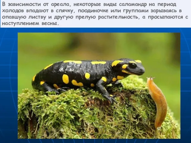 В зависимости от ареала, некоторые виды саламандр на период холодов впадают