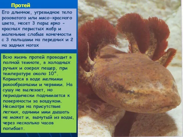 Протей Его длинное, угревидное тело розоватого или мясо-красного цвета, несет 3